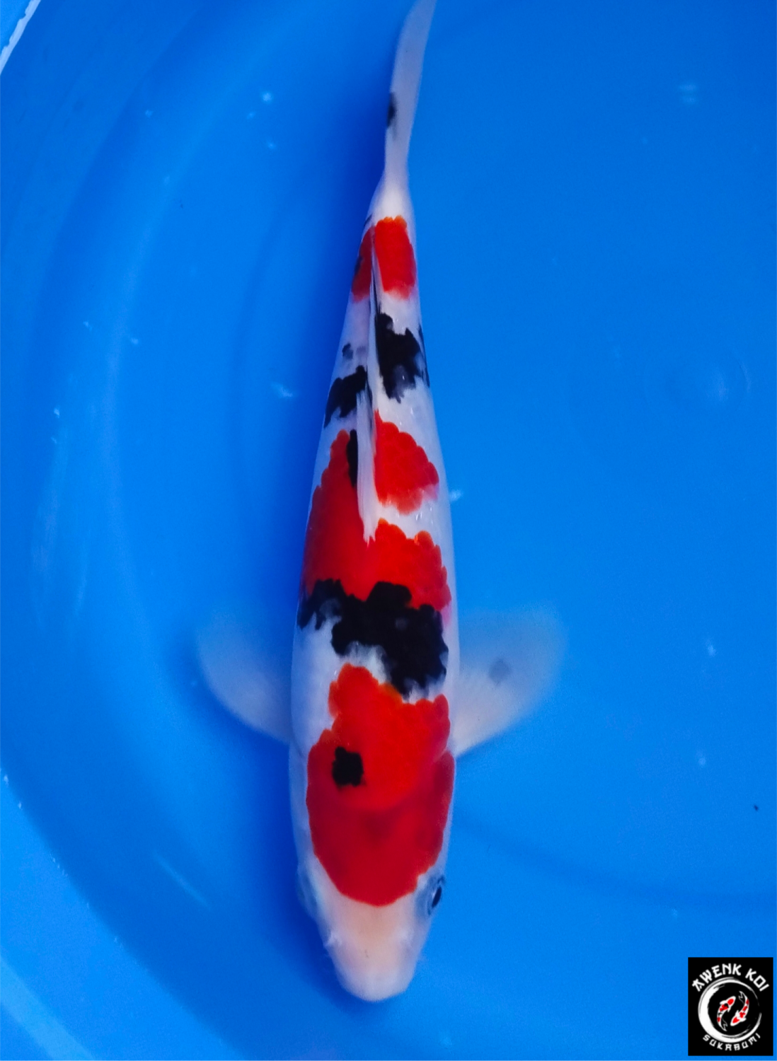 Best In Size A, 21 - 25 cm