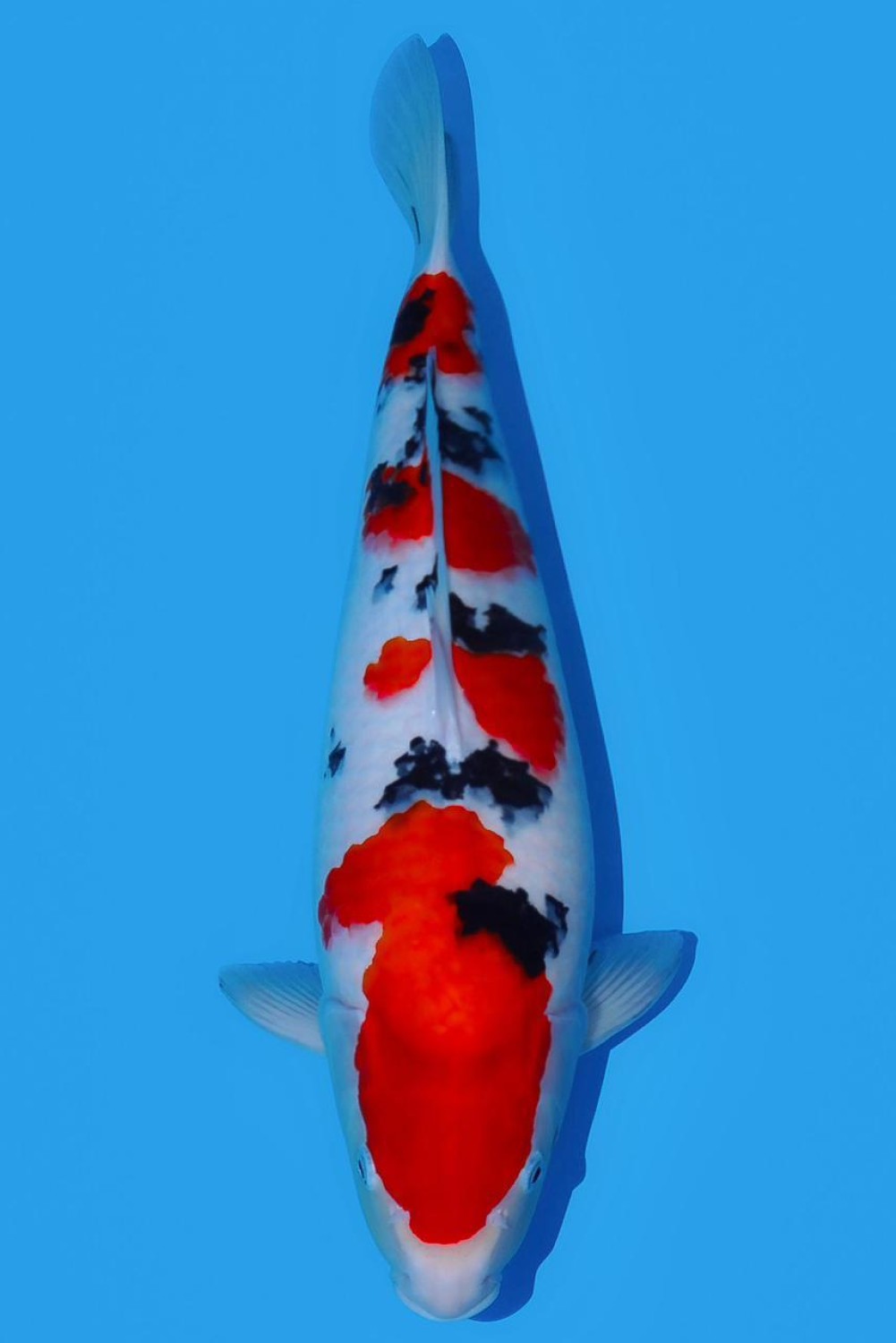 Juara 2