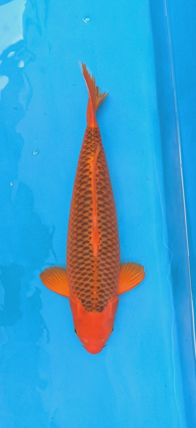 Juara 3