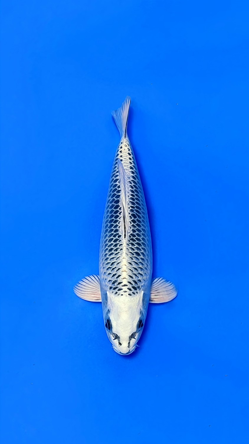 Juara 4