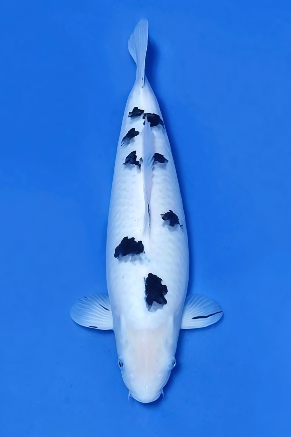 Juara 1