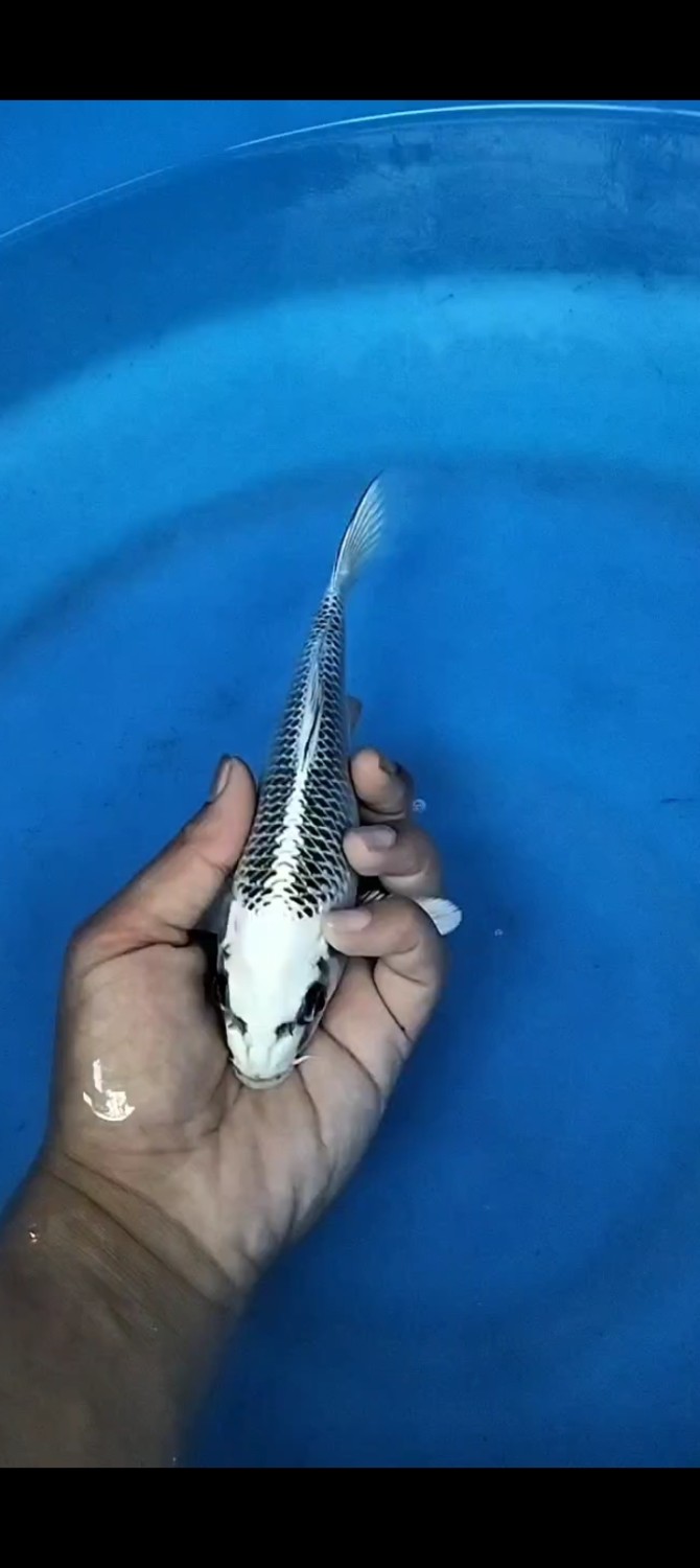 Juara 1
