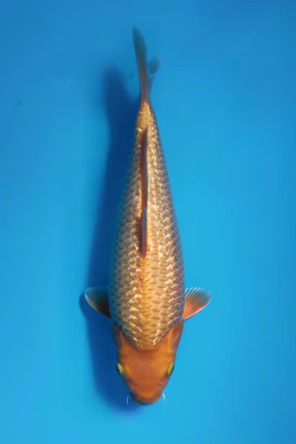 Juara 1