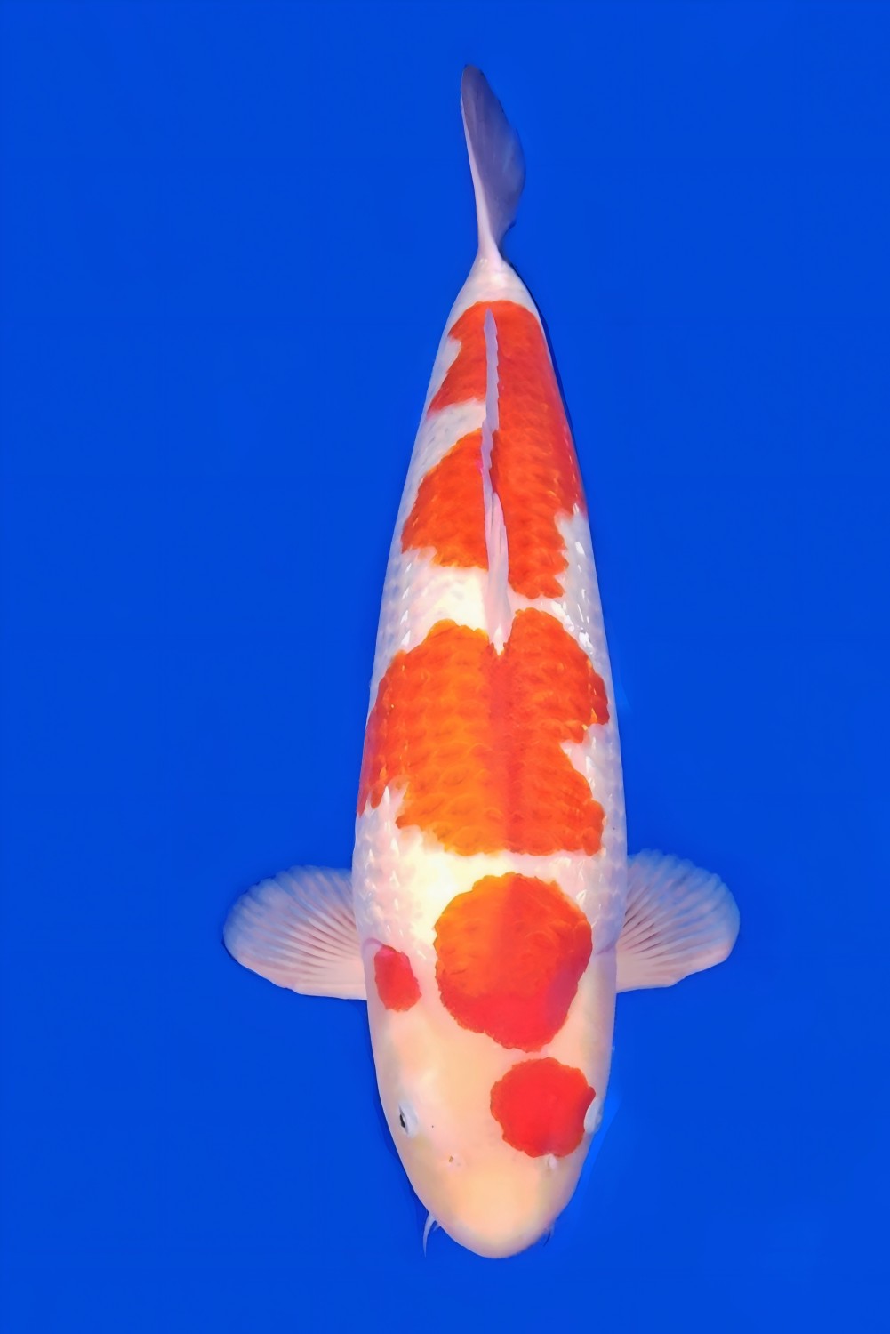 Juara 2