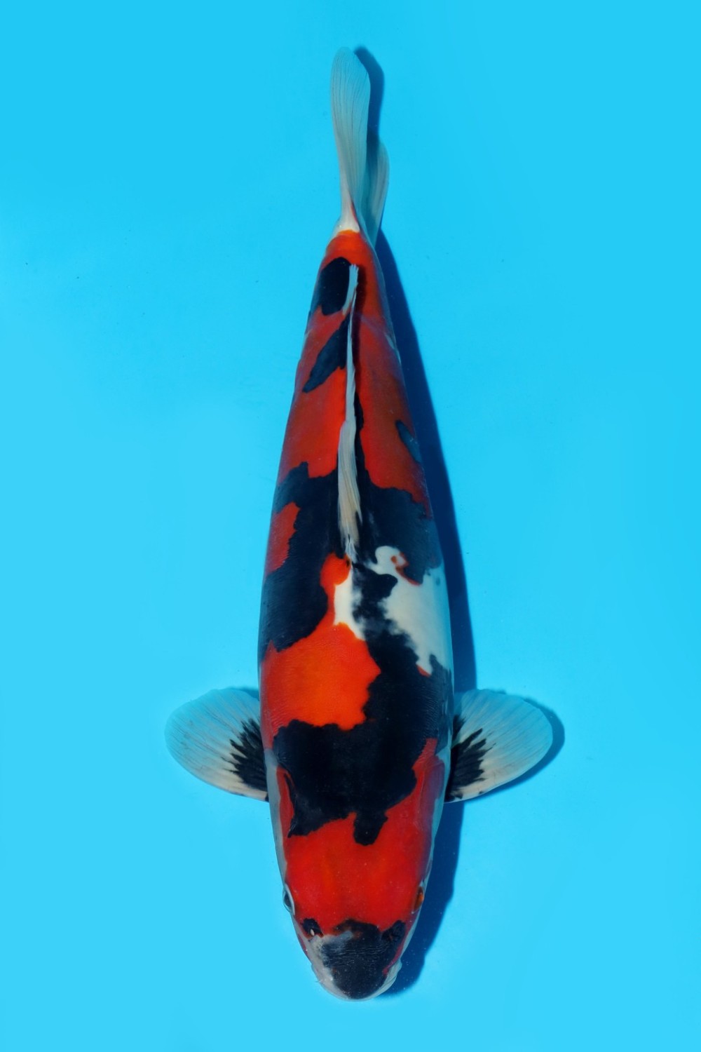 Juara 1