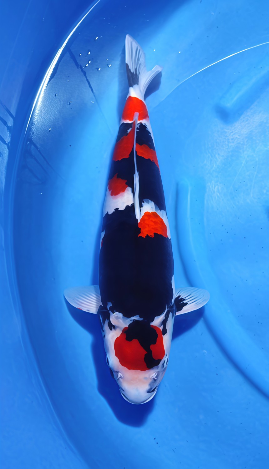 Best In Size A, 46 - 50 cm