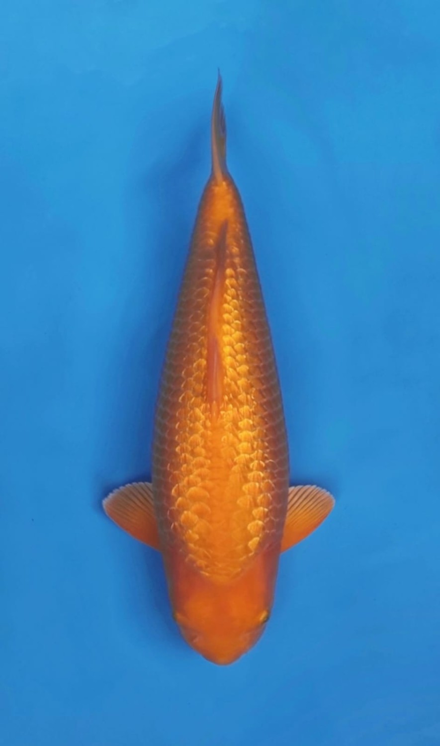 Juara 2