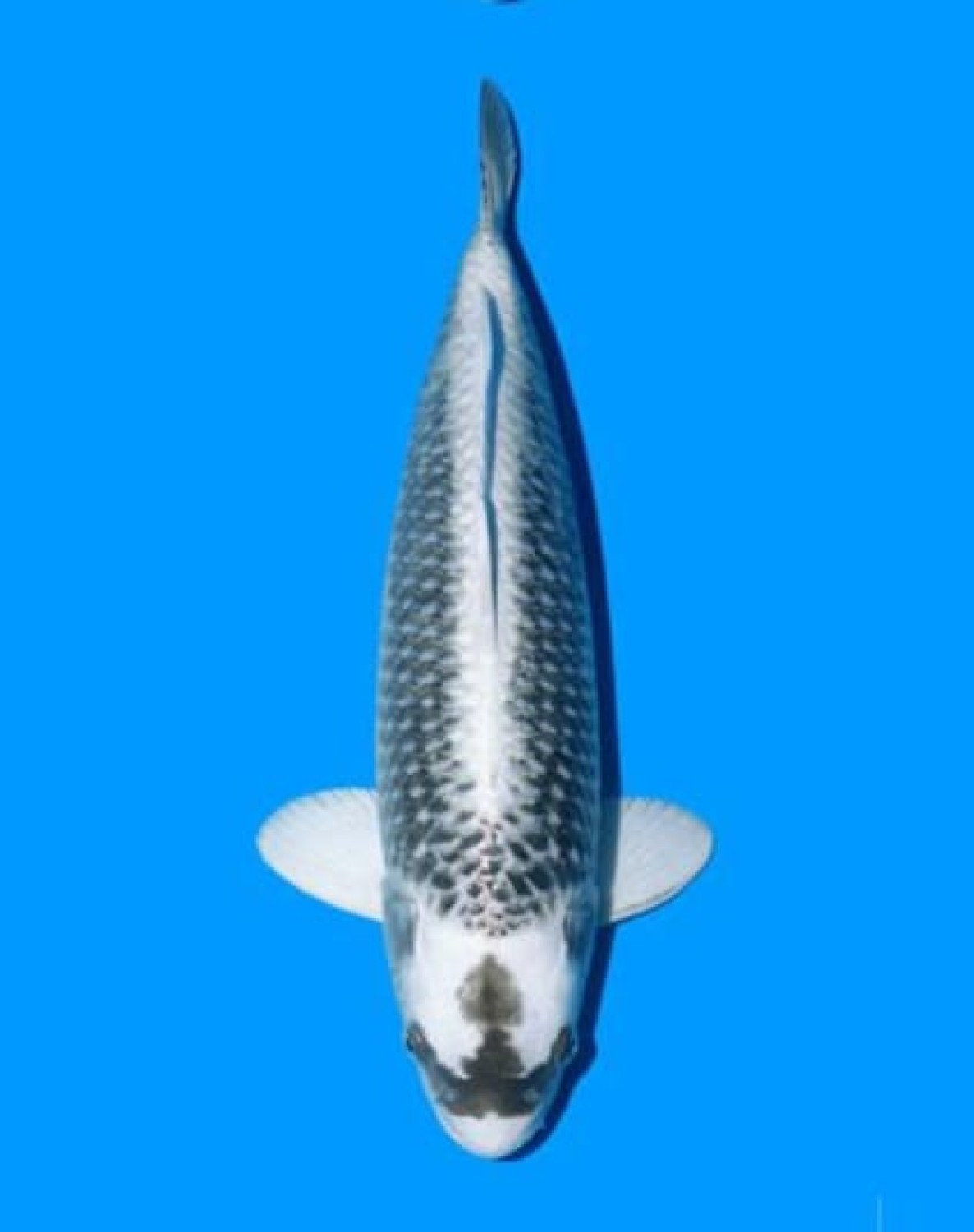 Juara 1