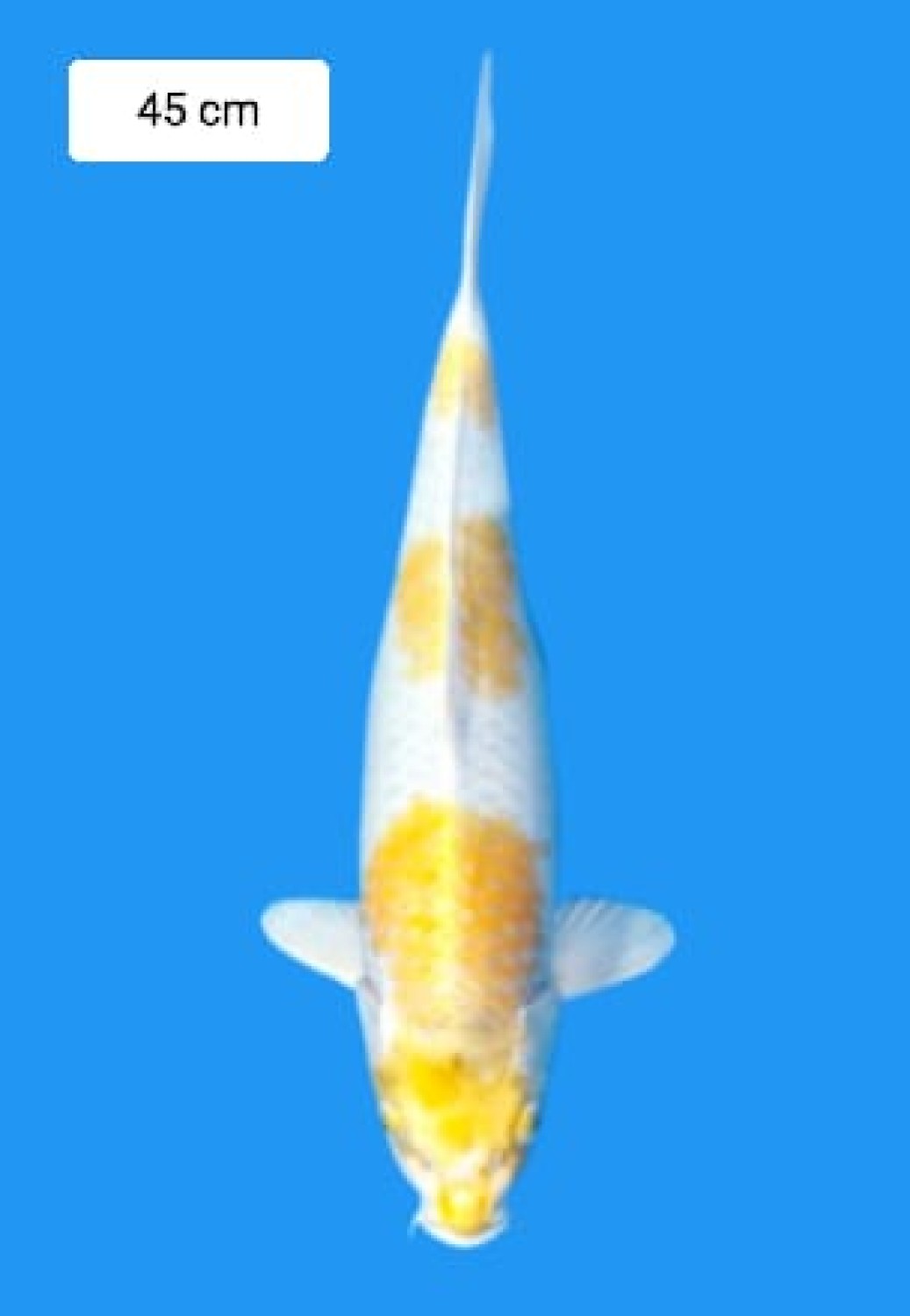 Juara 2