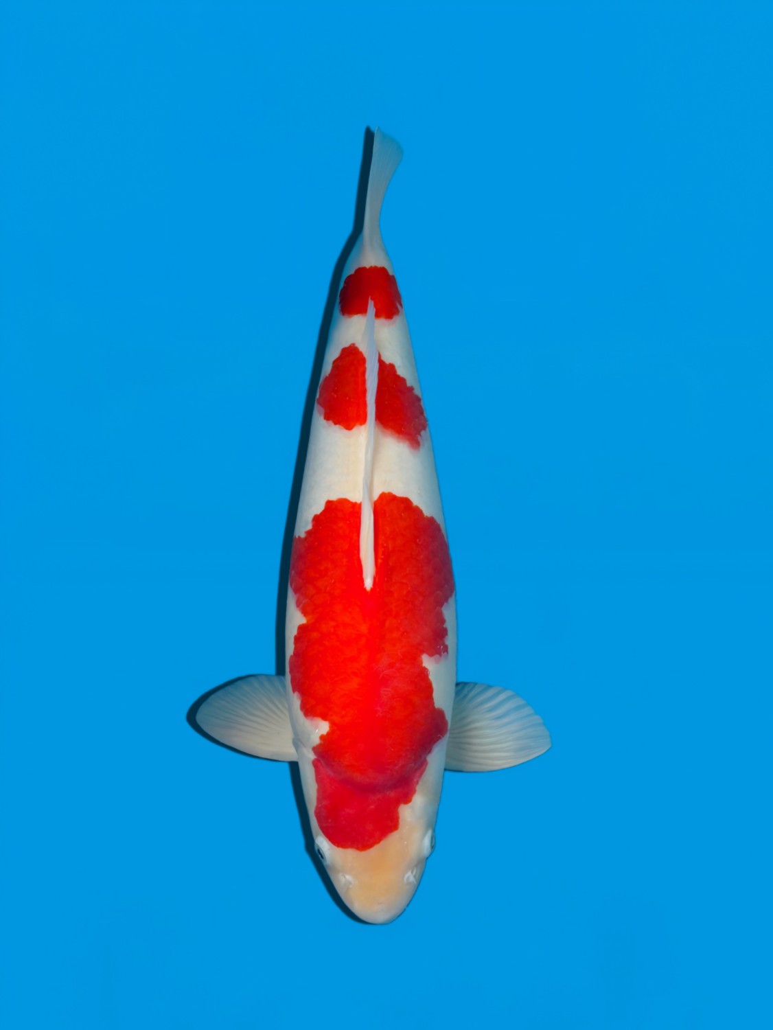 Juara 2