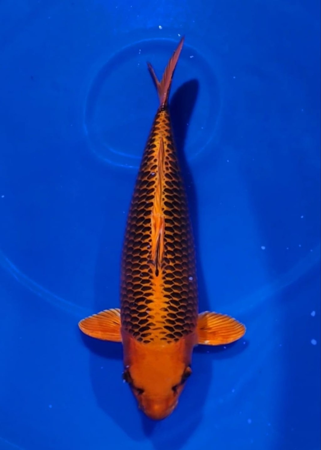 Juara 3