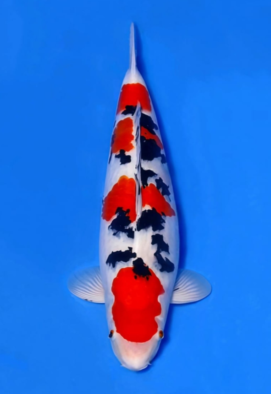 Best In Size A, 41 - 45 cm