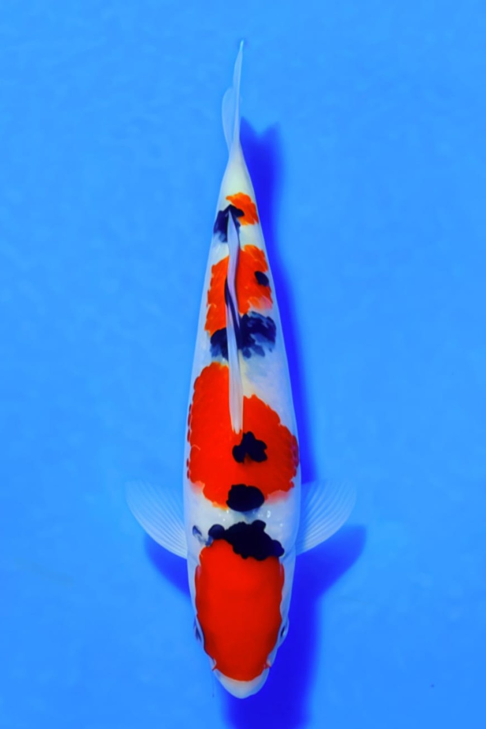 Best In Size A, 16 - 20 cm