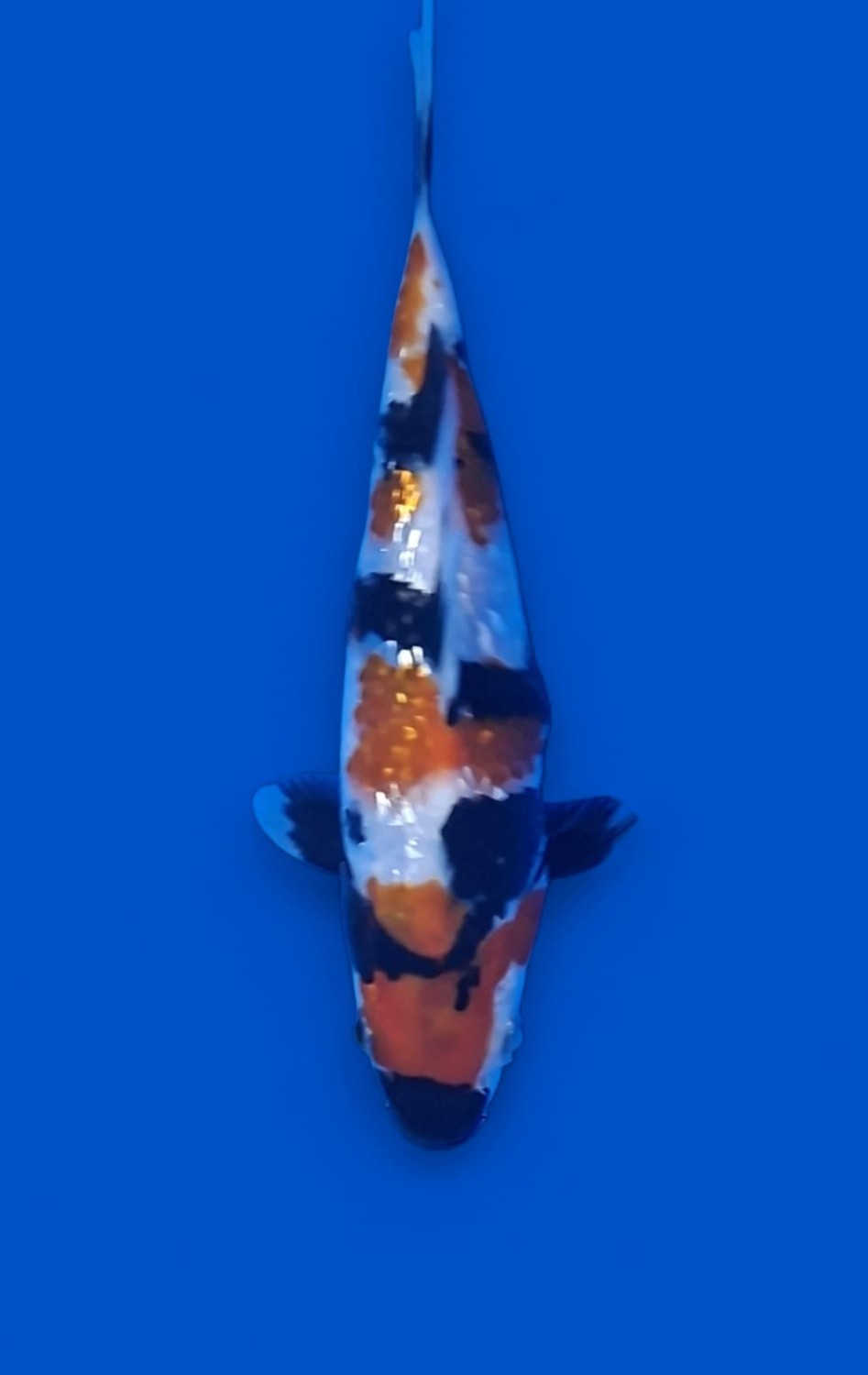 Juara 5