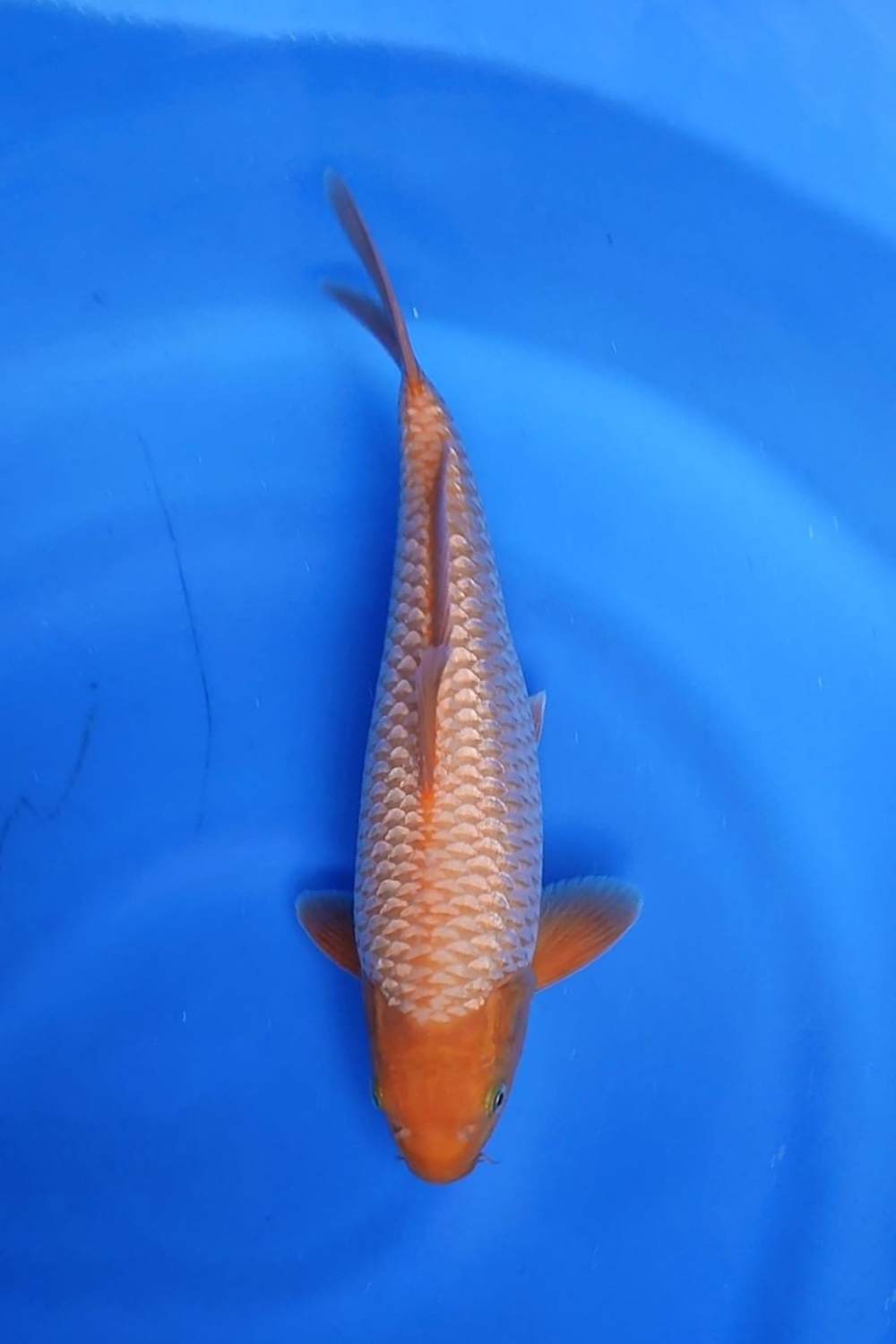 Juara 1