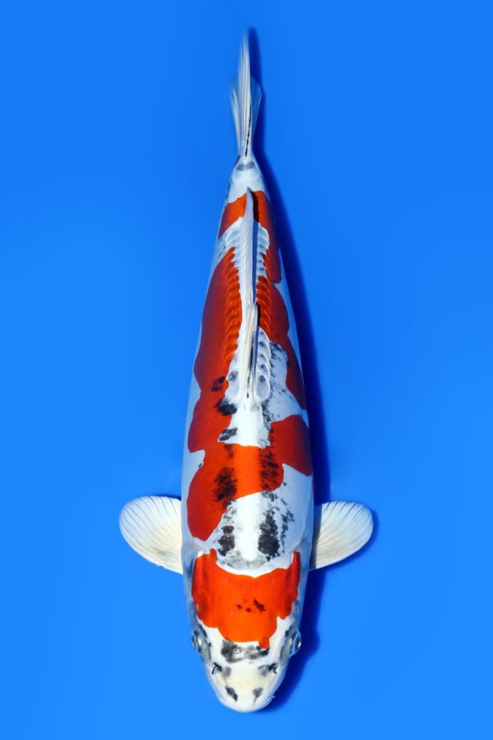 Best In Size C, 51 - 55 cm