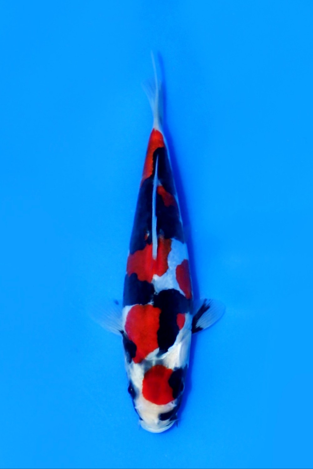 Best In Size C, 21 - 25 cm