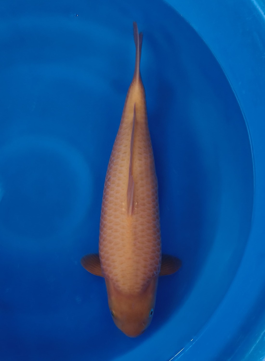 Juara 1