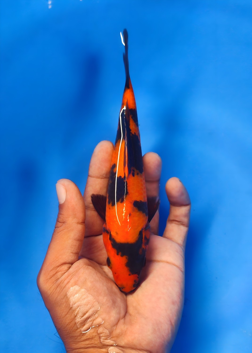 Juara 2