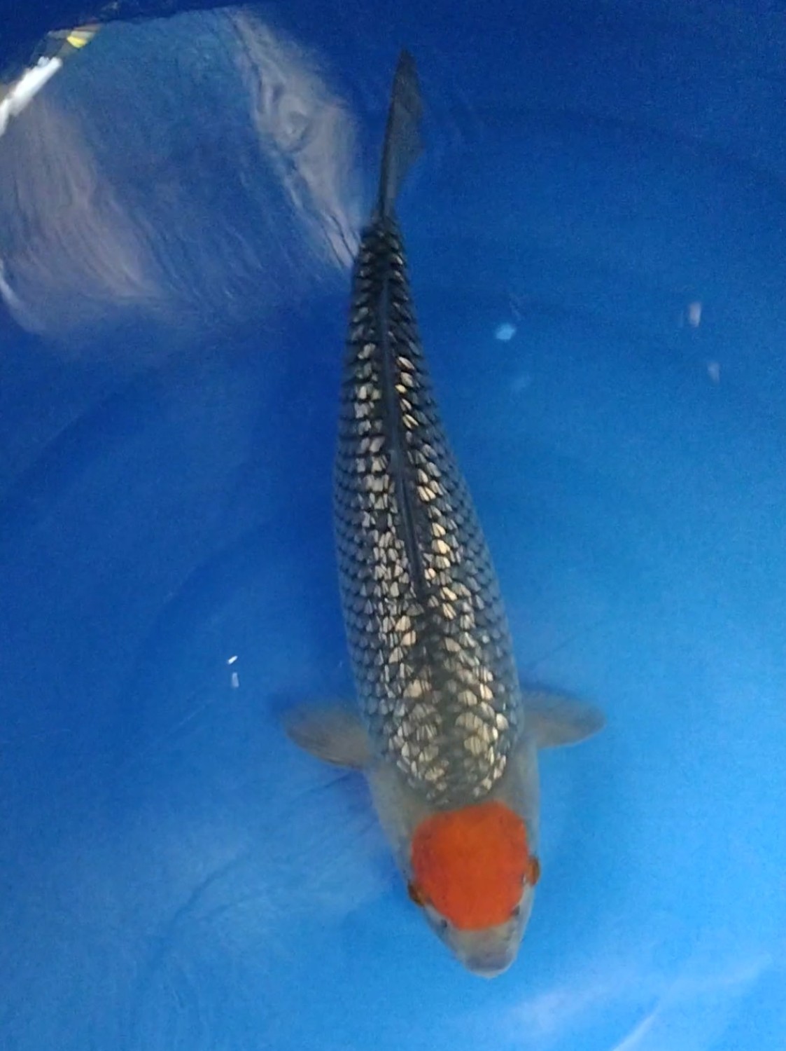 Juara 1