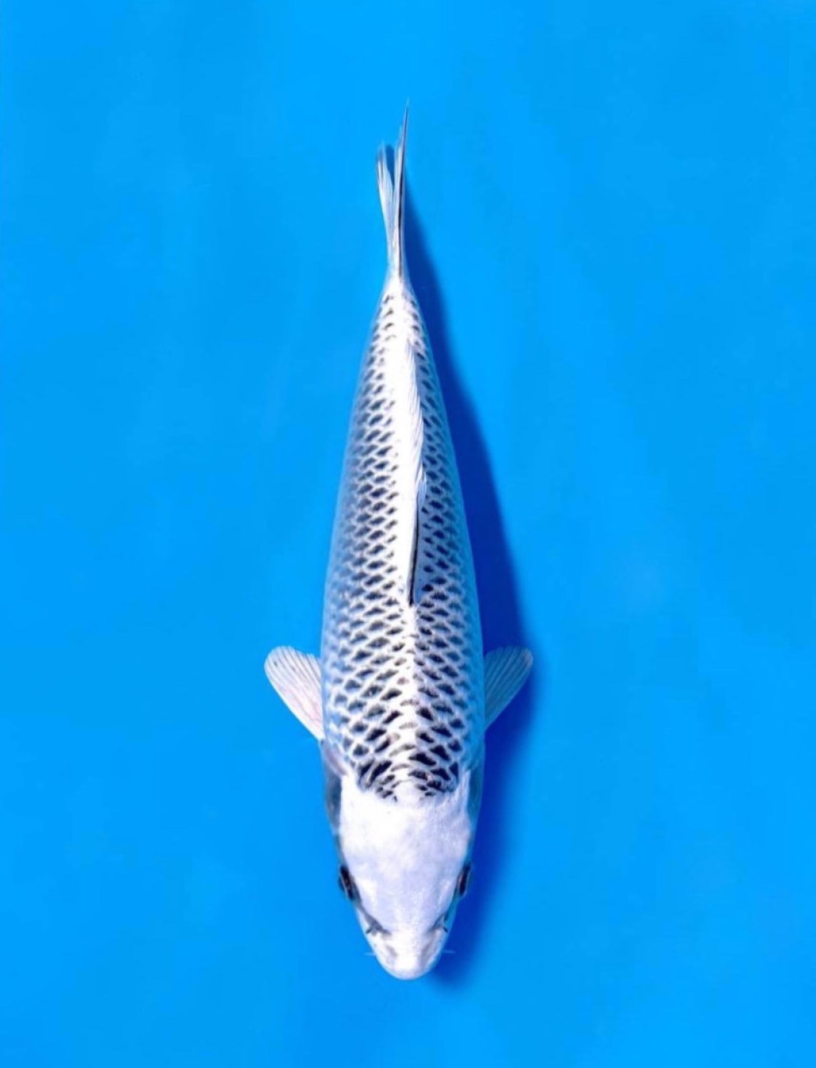 Juara 1