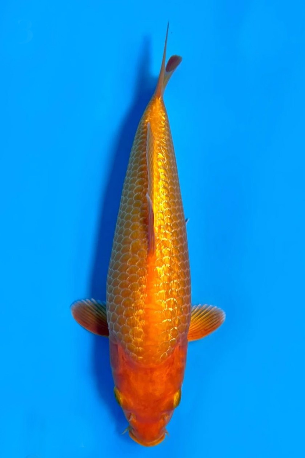 Juara 3