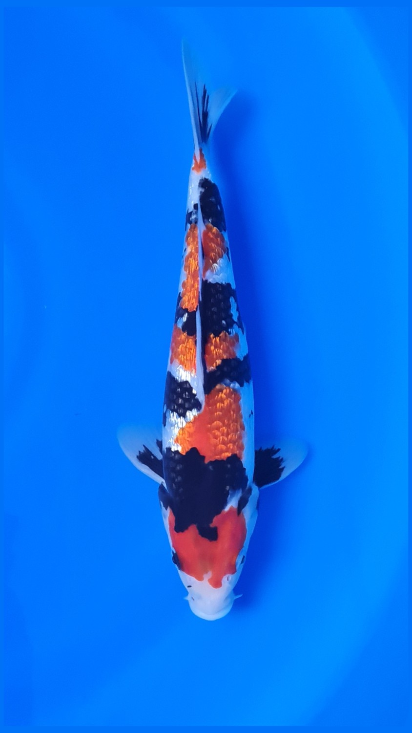 Best In Size B, 26 - 30 cm