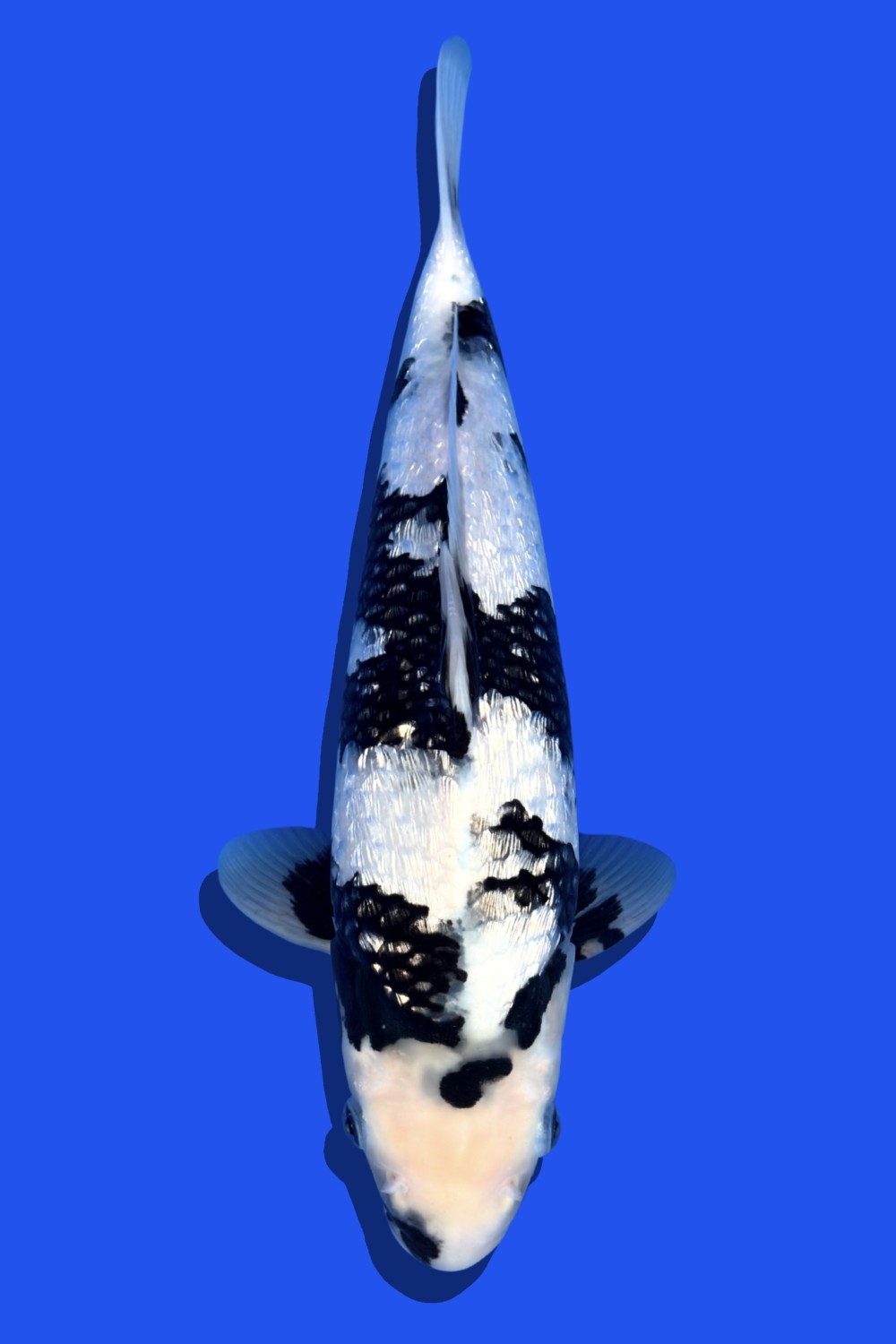 Juara 5