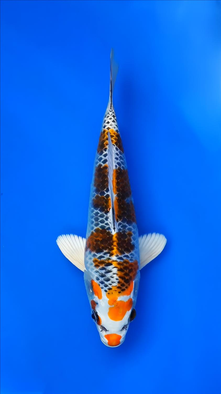 Juara 2