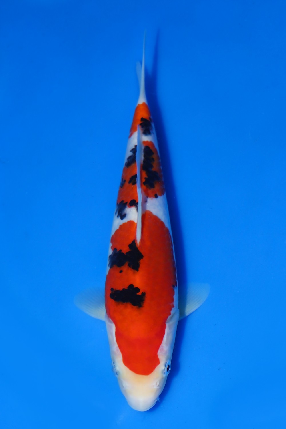 Juara 2