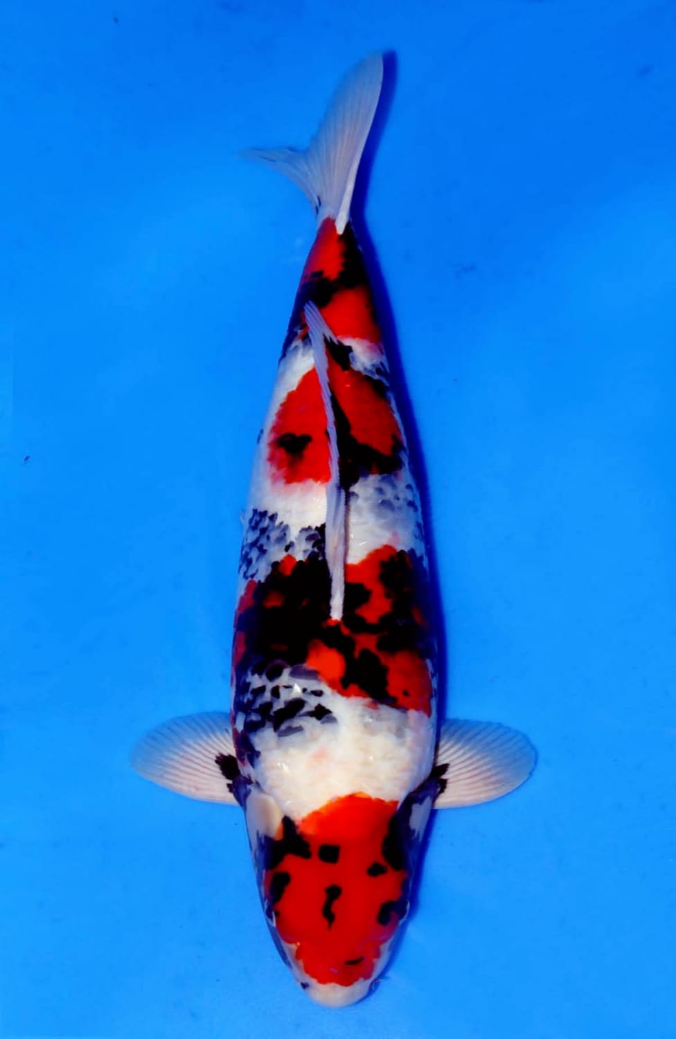 Juara 2