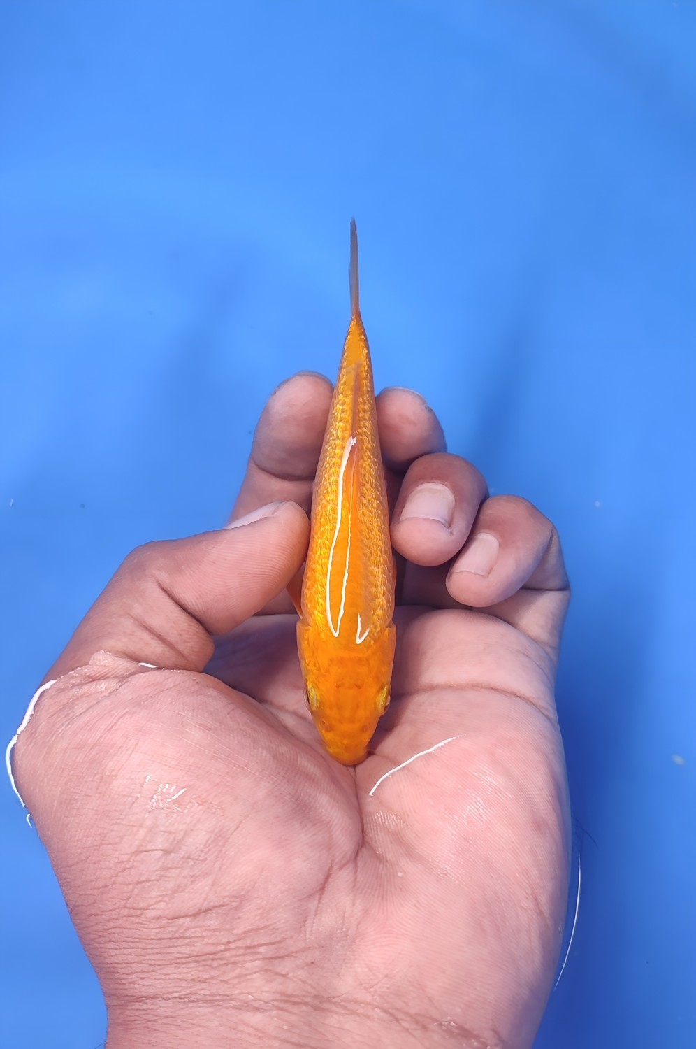 Juara 5