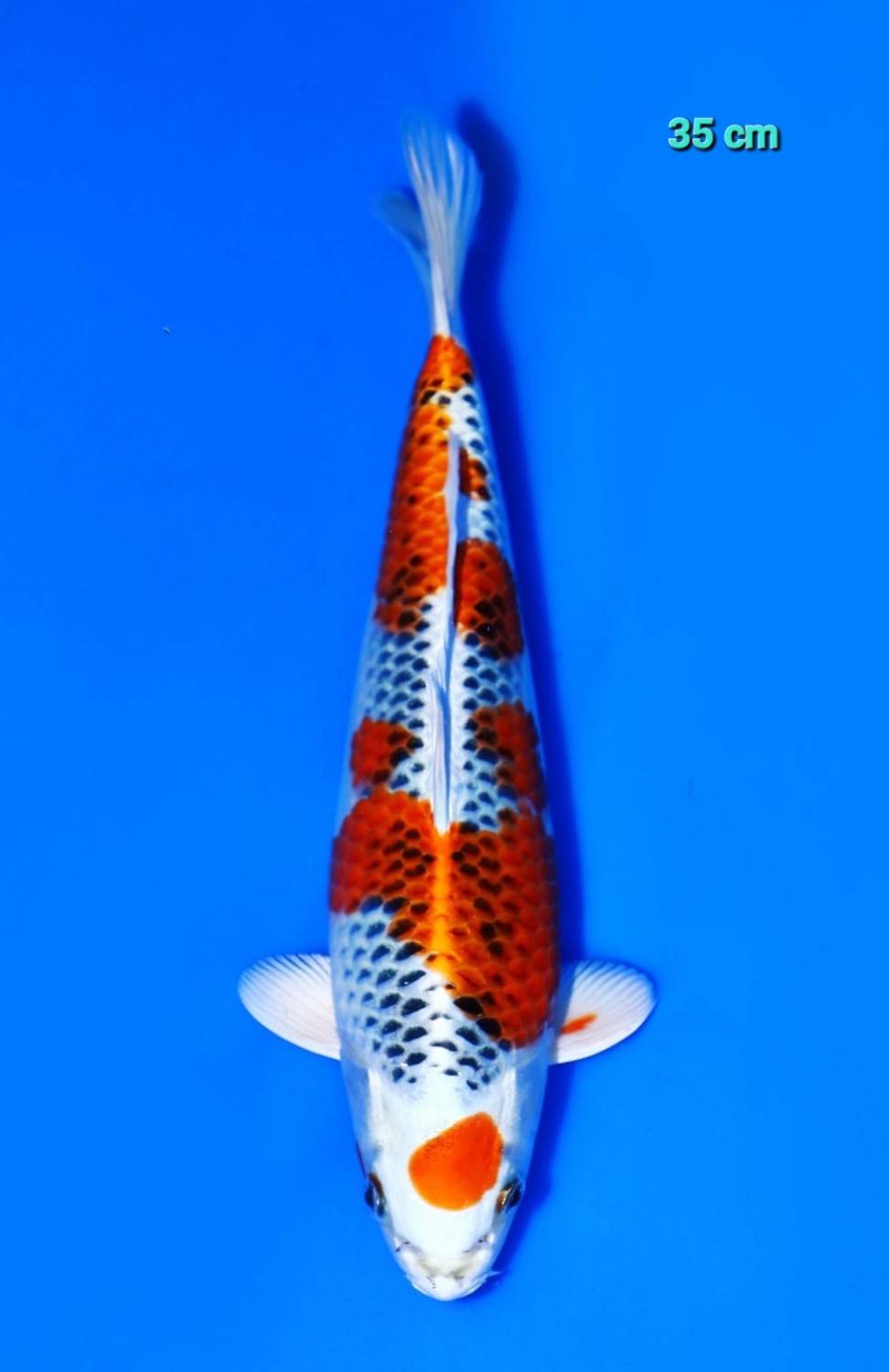 Juara 1