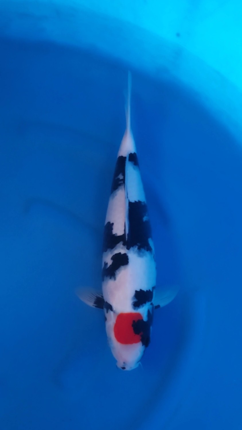 Juara 2