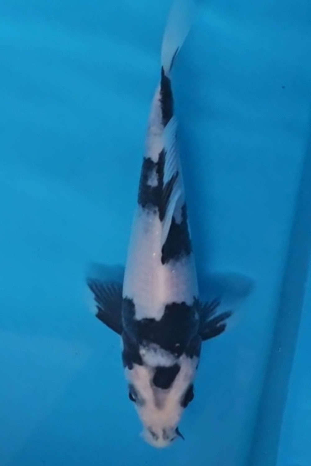 Juara 2