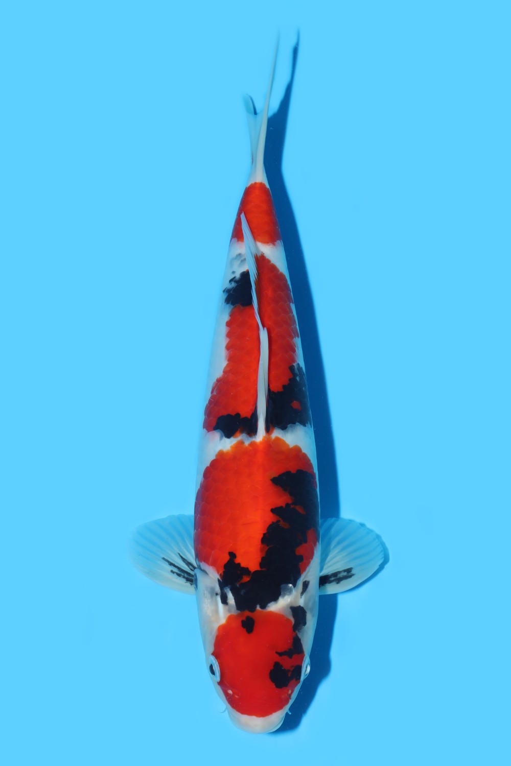 Best In Size A, 41 - 45 cm