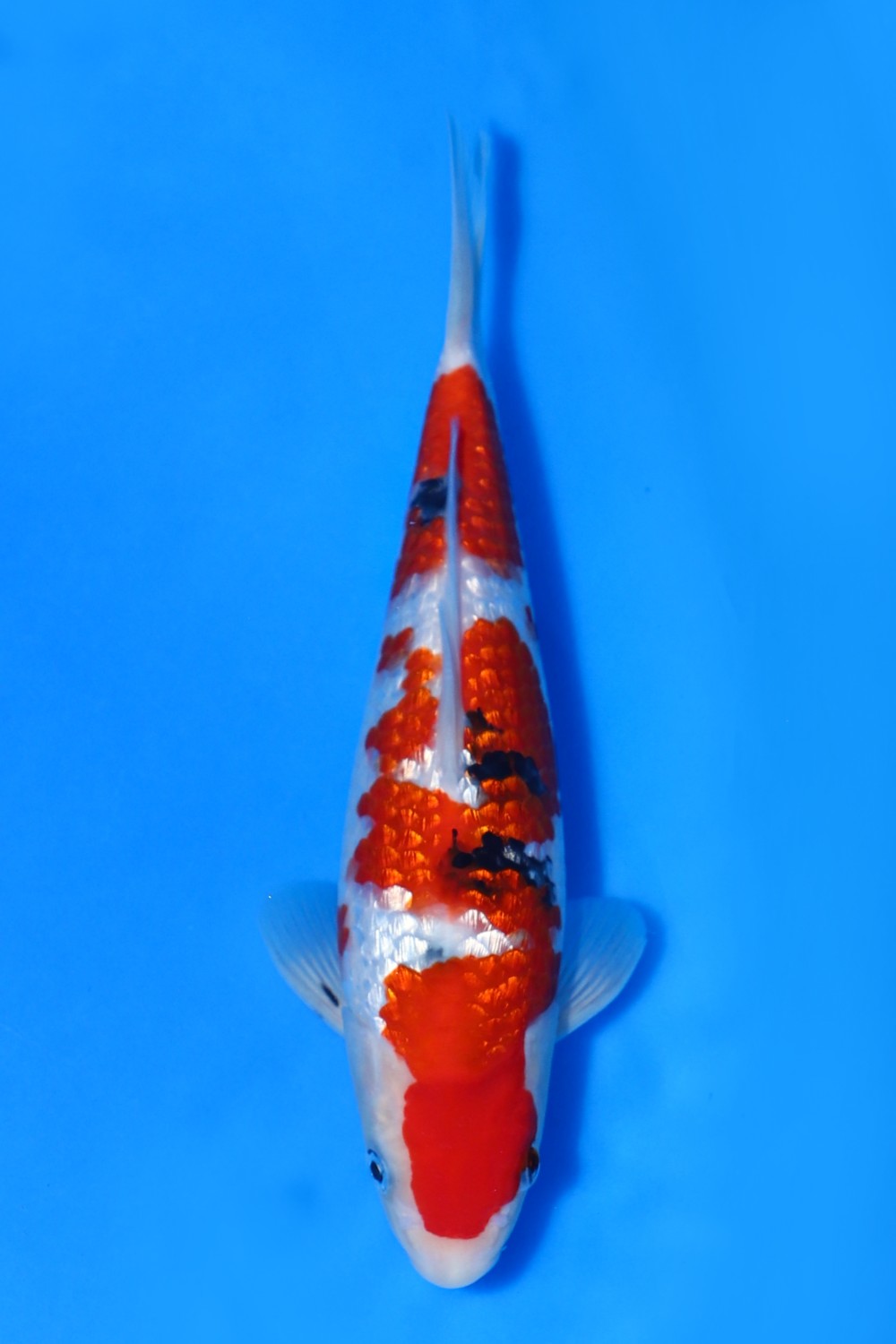 Juara 4