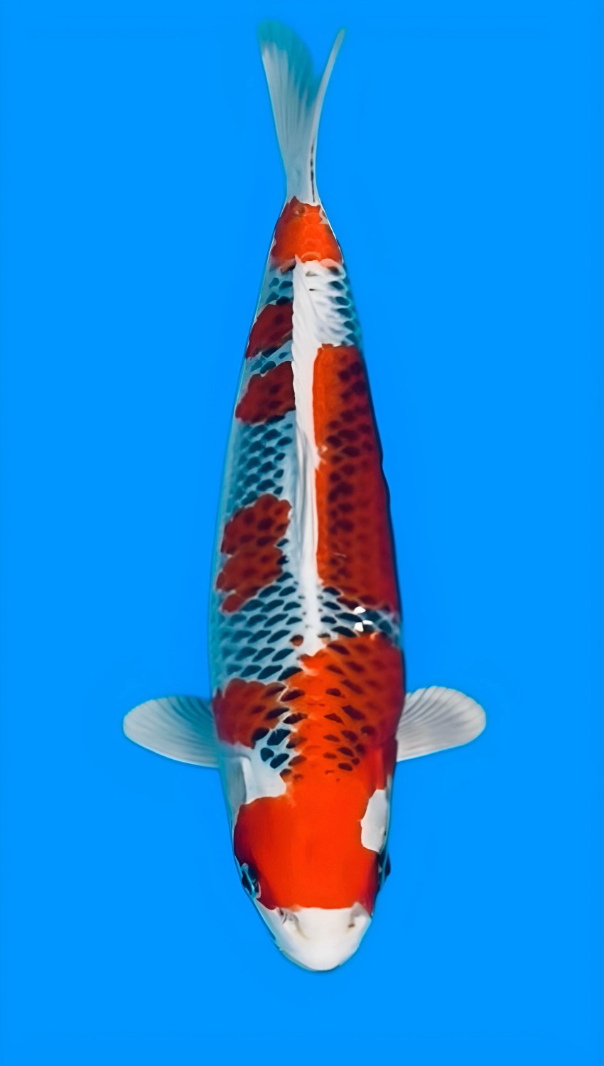 Juara 1