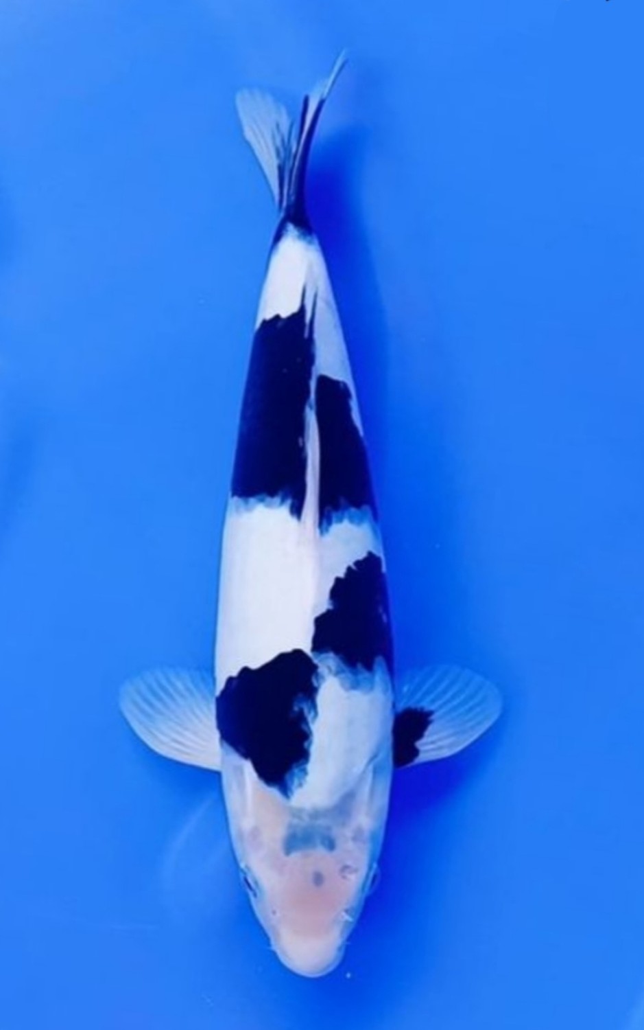 Best In Size B, 31 - 35 cm