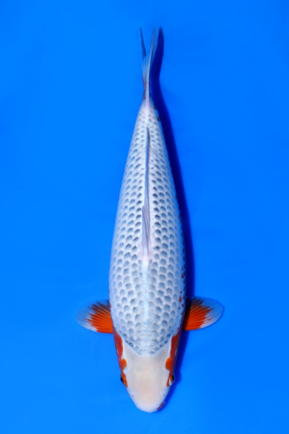 Juara 1