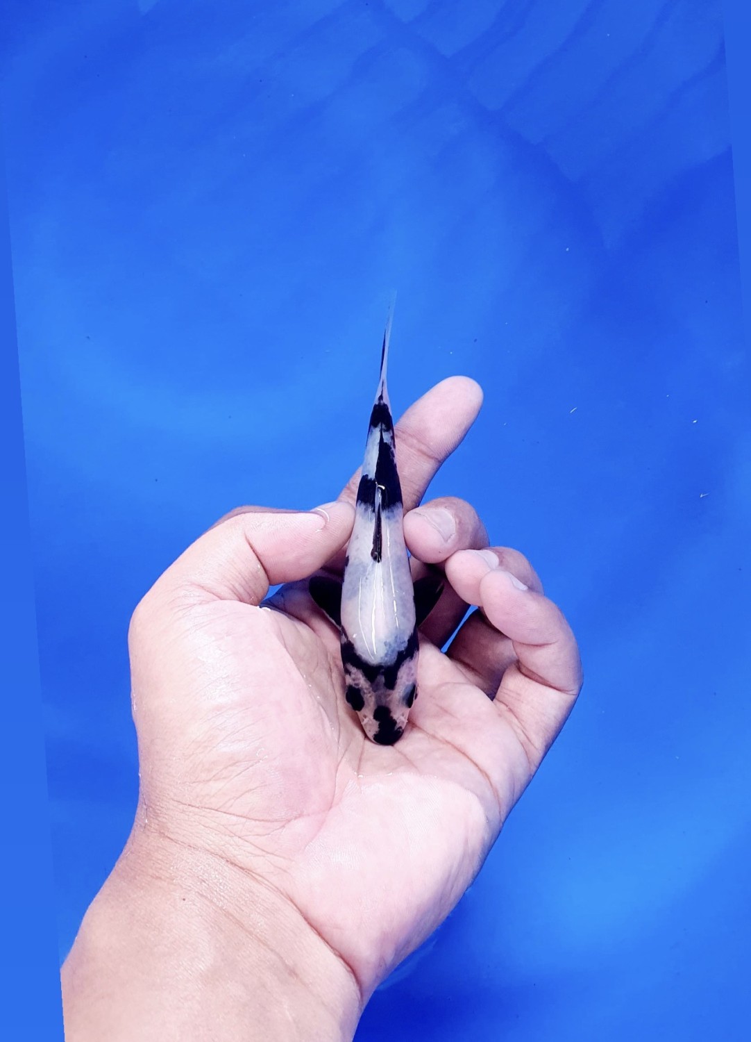 Juara 5