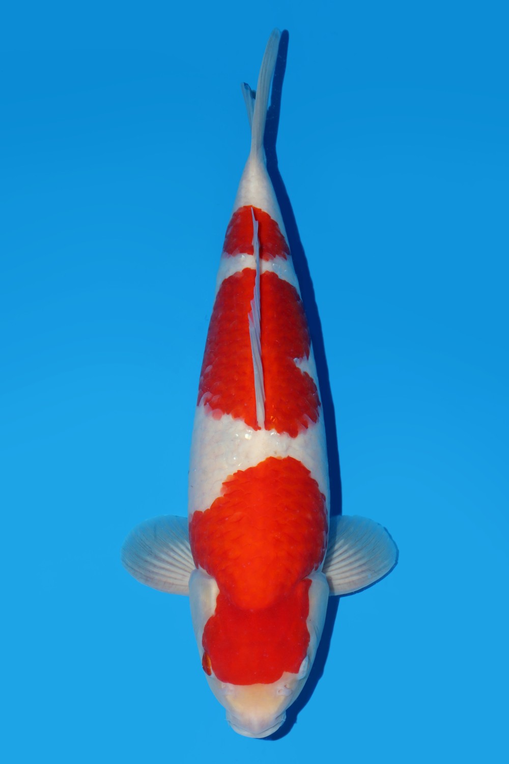 Best In Size A, 36 - 40 cm