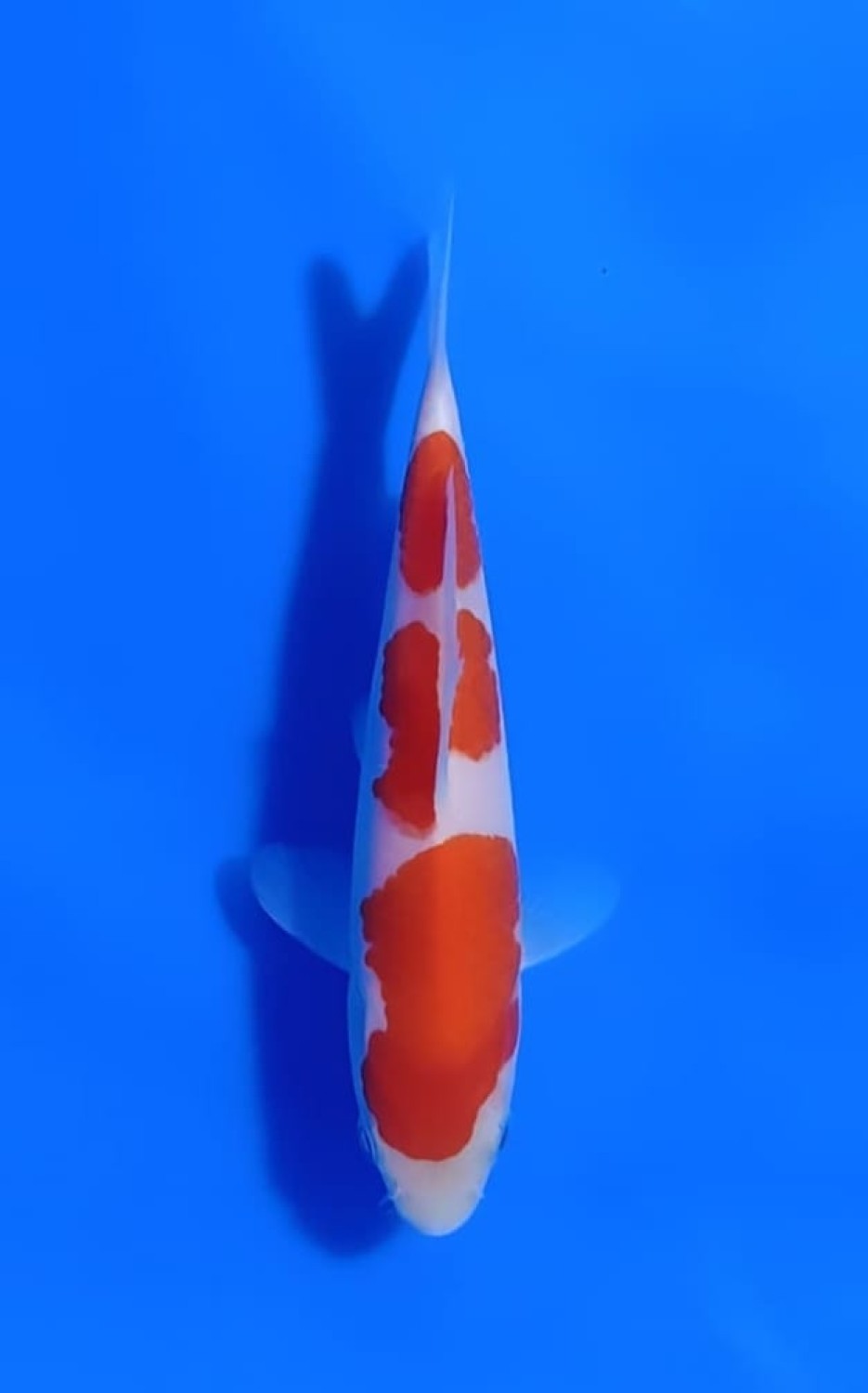 Juara 2