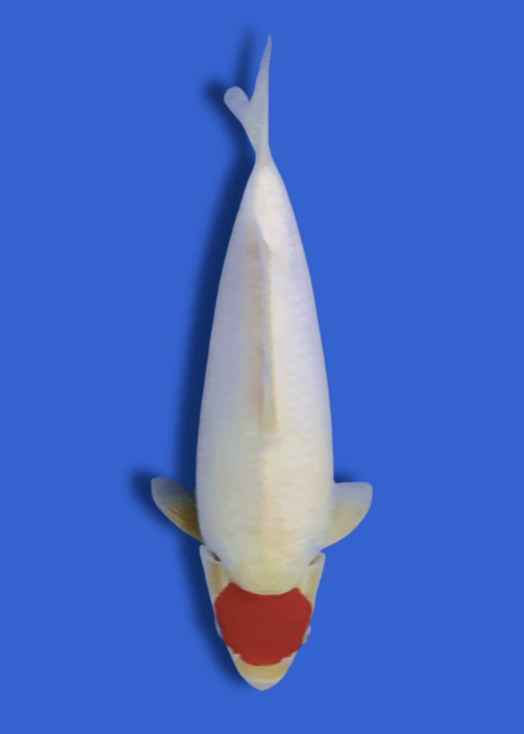 Juara 2