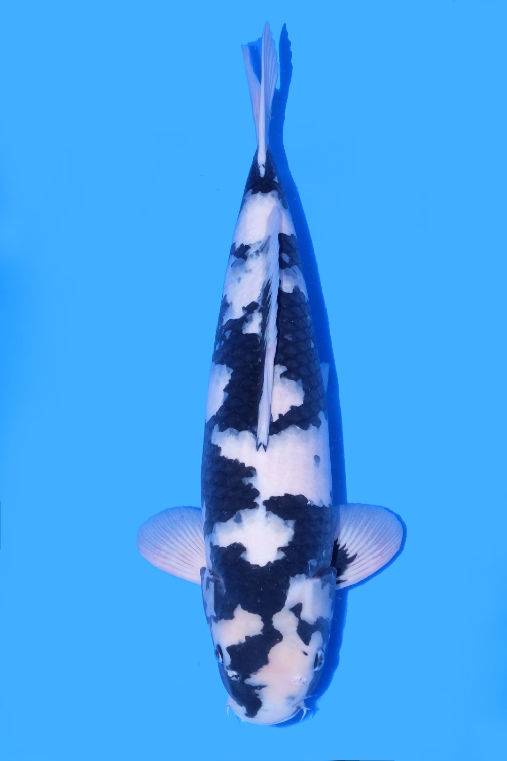 Juara 1