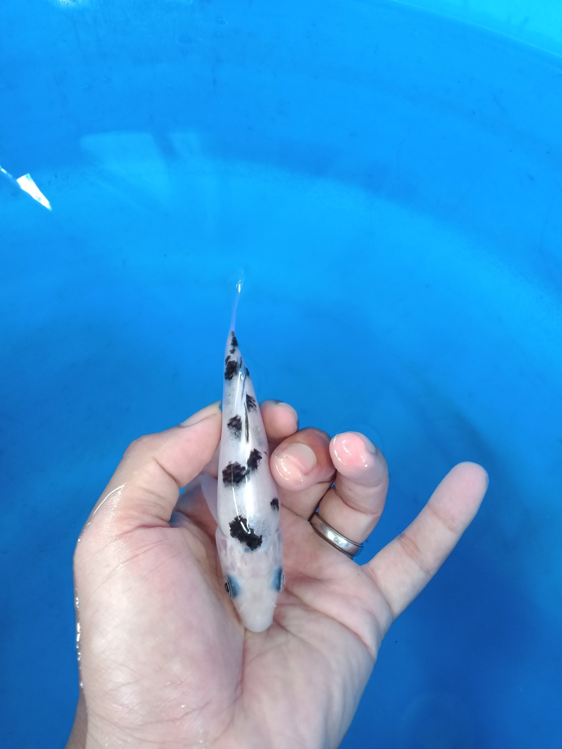 Best In Size D, Up To 12 cm