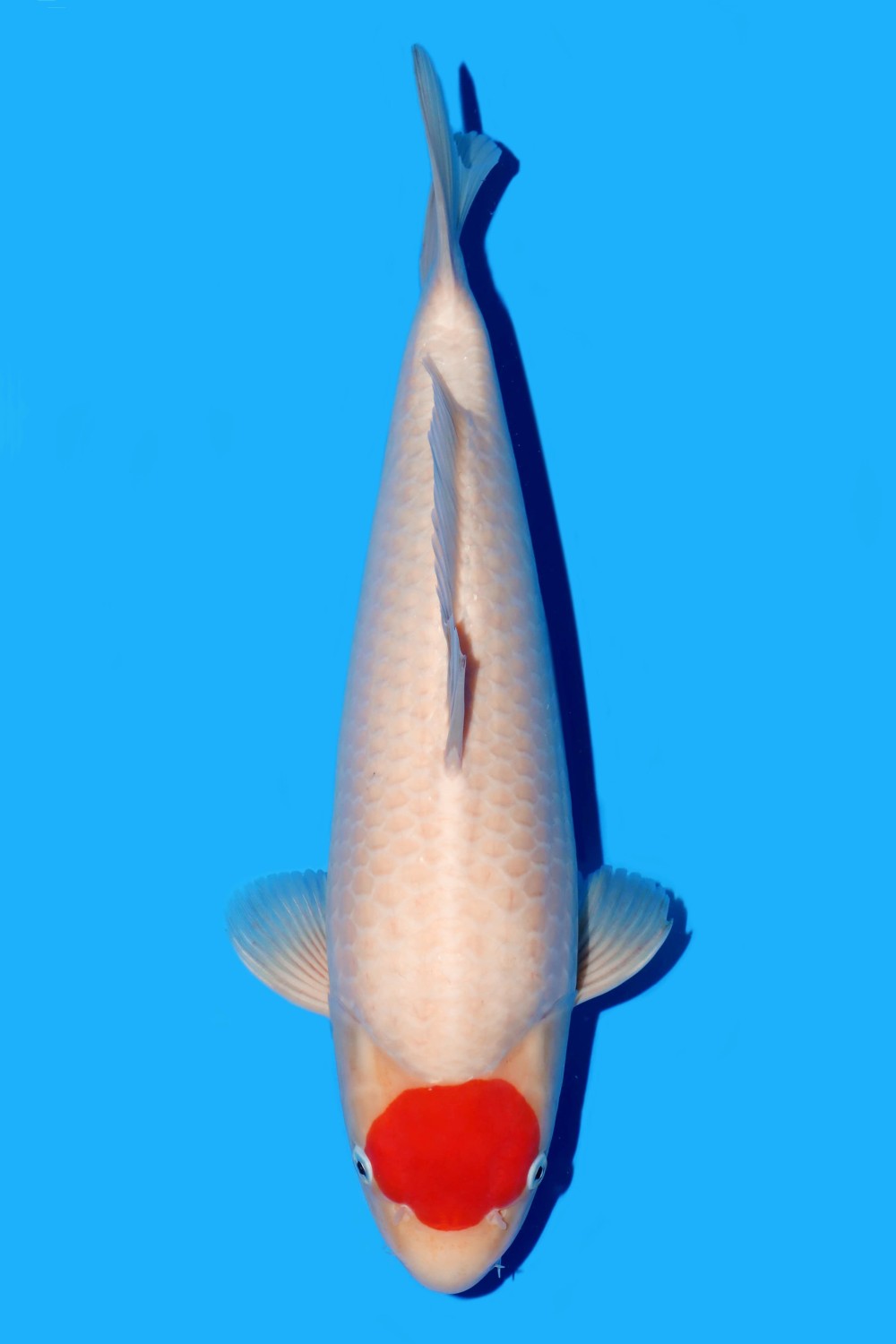 Juara 1