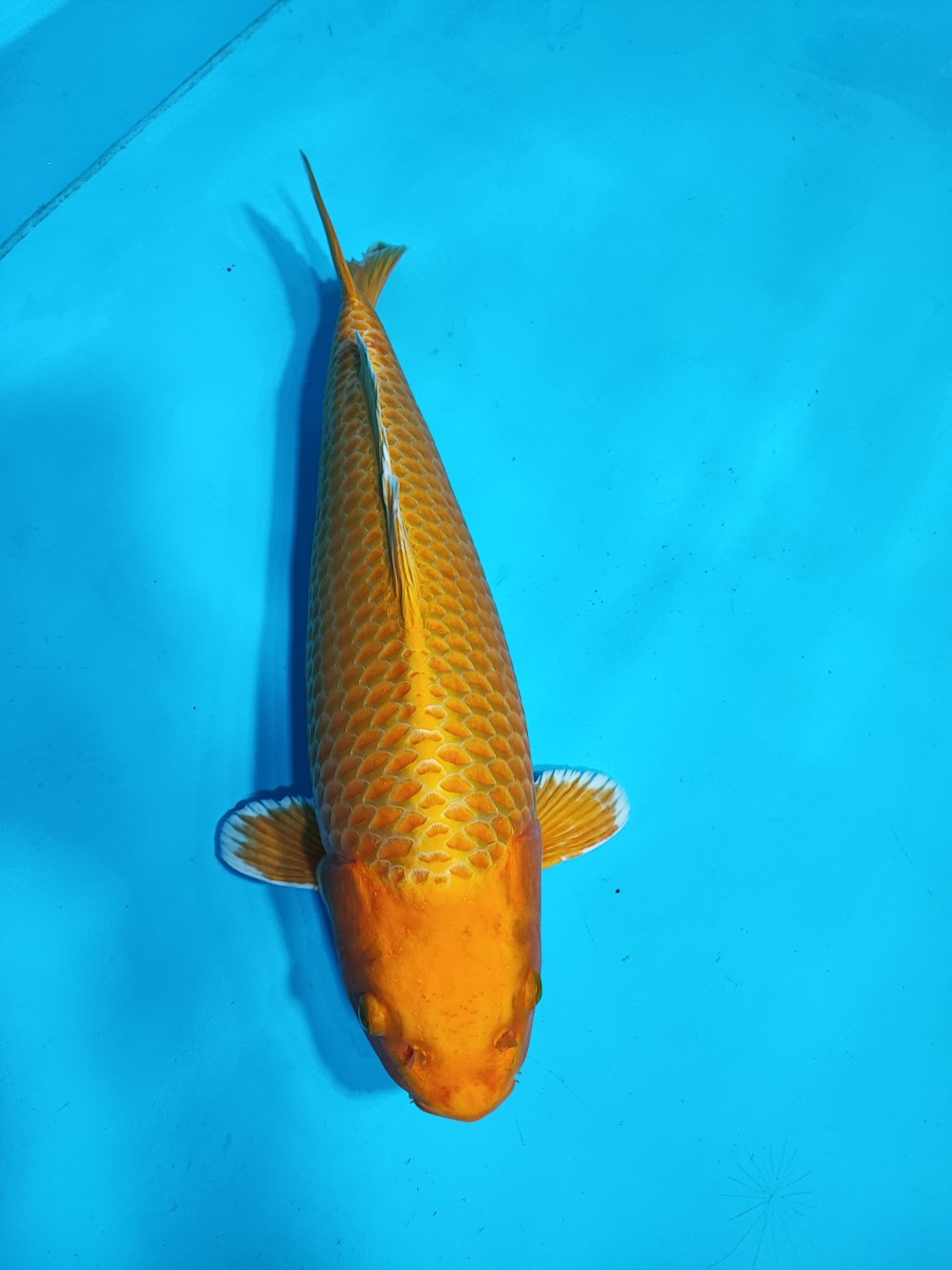 Juara 1
