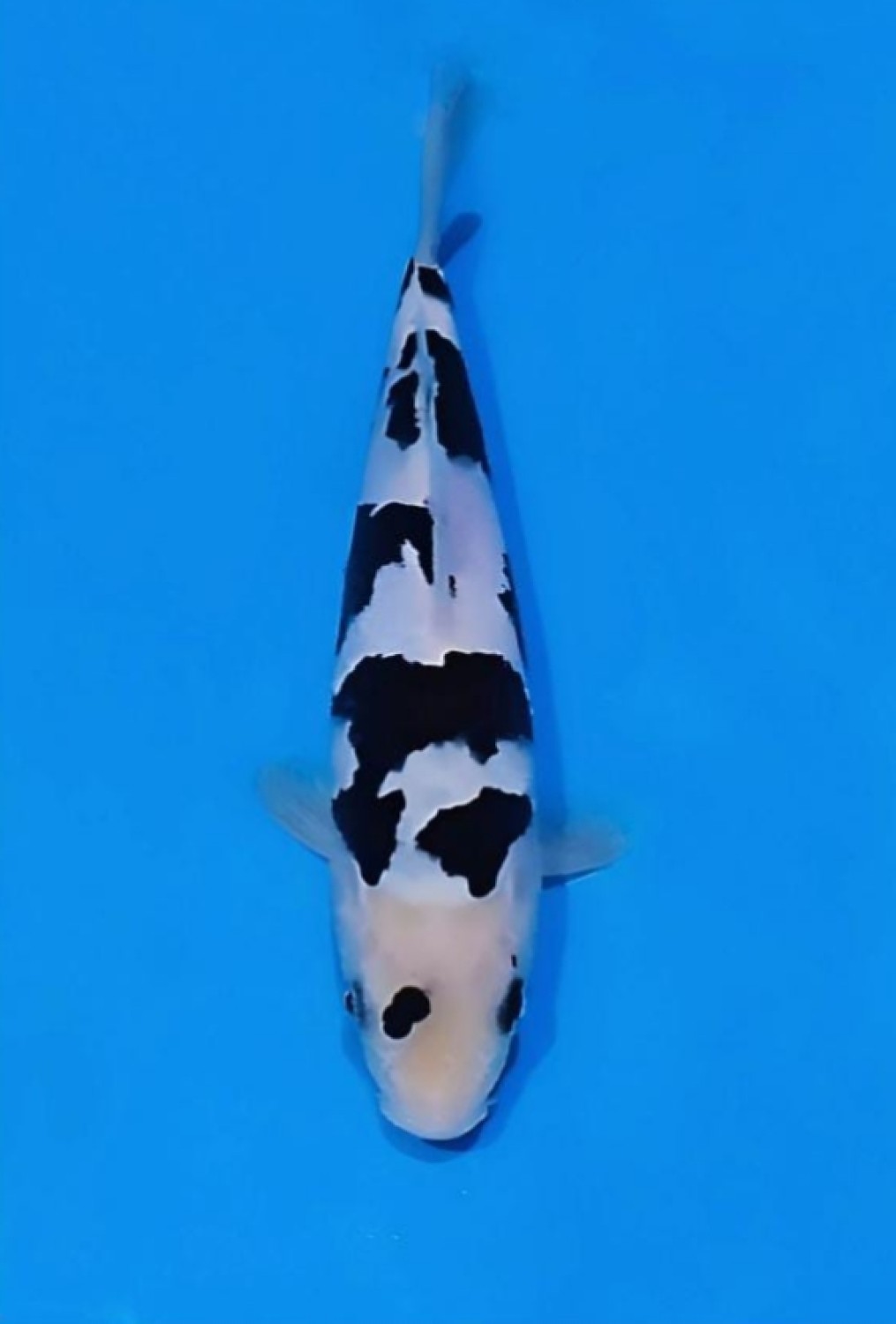 Juara 1