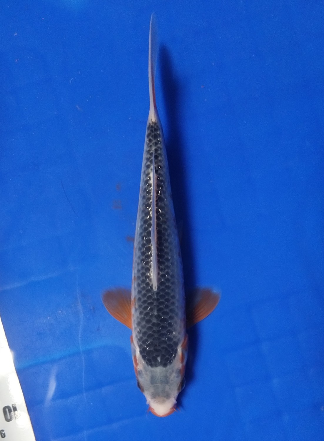 Juara 2